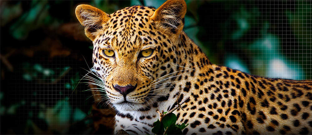 Công nghệ AI Picture Pro